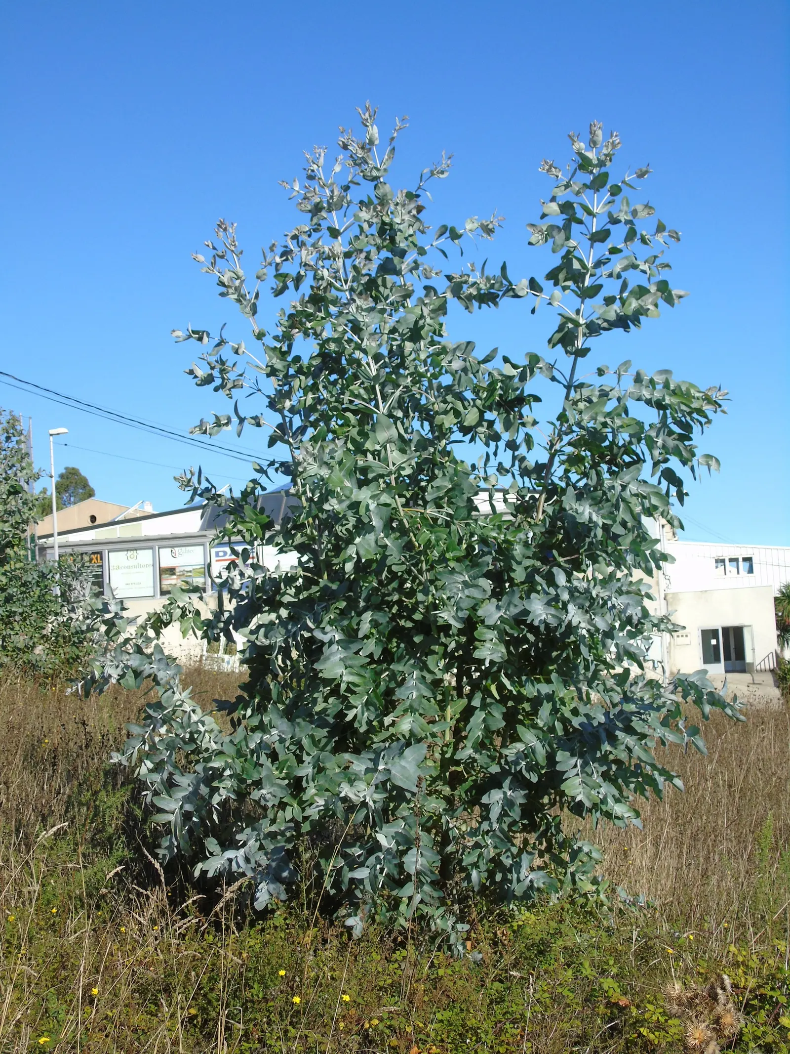 Blue Gum (Eucalyptus Globulus) — Its fast growth and adaptability make it suitable for windbreaks and screening, but it requires ample space, image 25