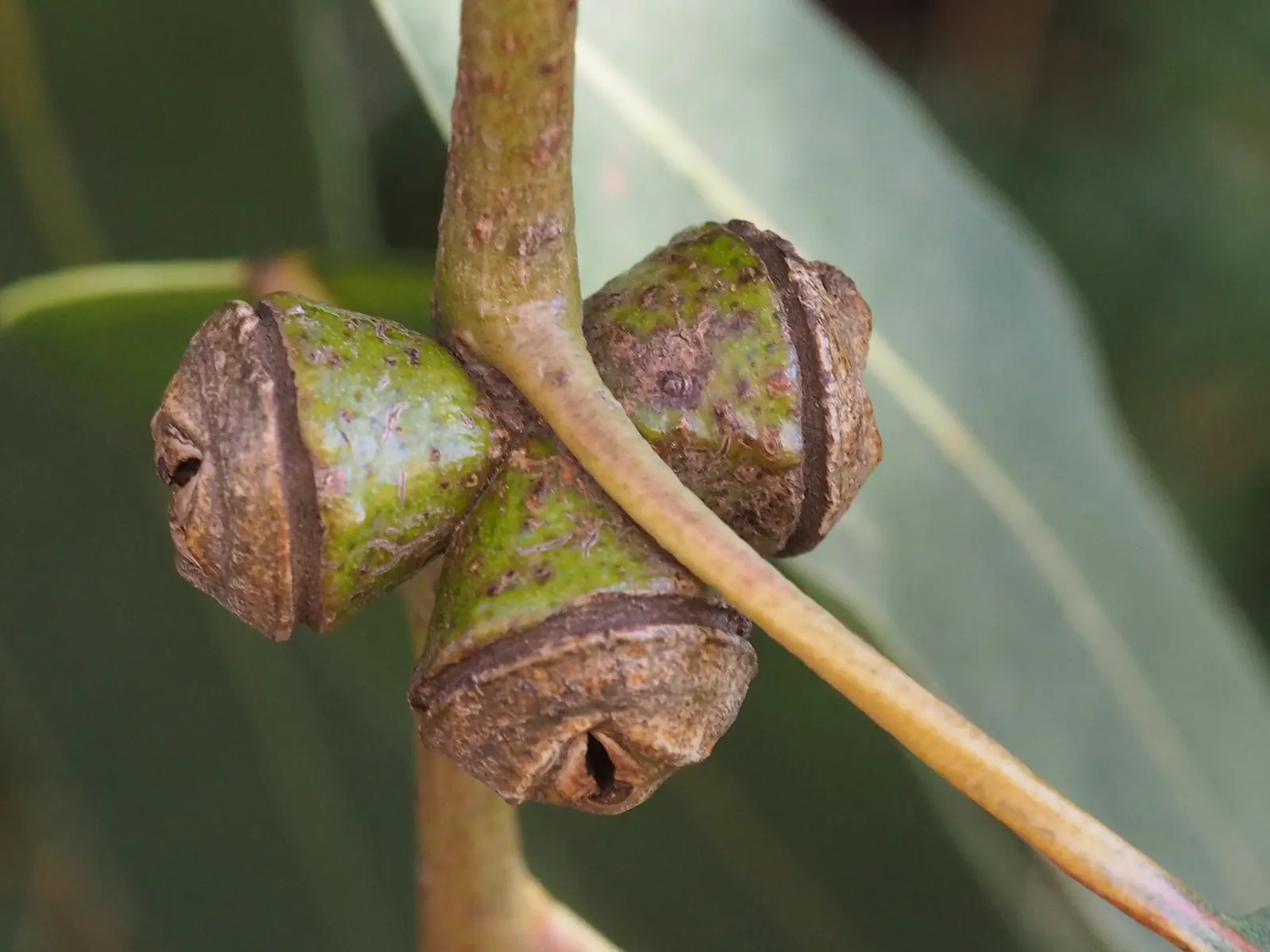Blue Gum (Eucalyptus Globulus) — Leaves exude a refreshing, aromatic scent, with notable essential oil uses; by including the Blue Gum in your design