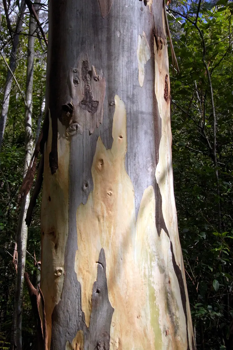 Blue Gum (Eucalyptus Globulus) — By including the Blue Gum in your design, image 39