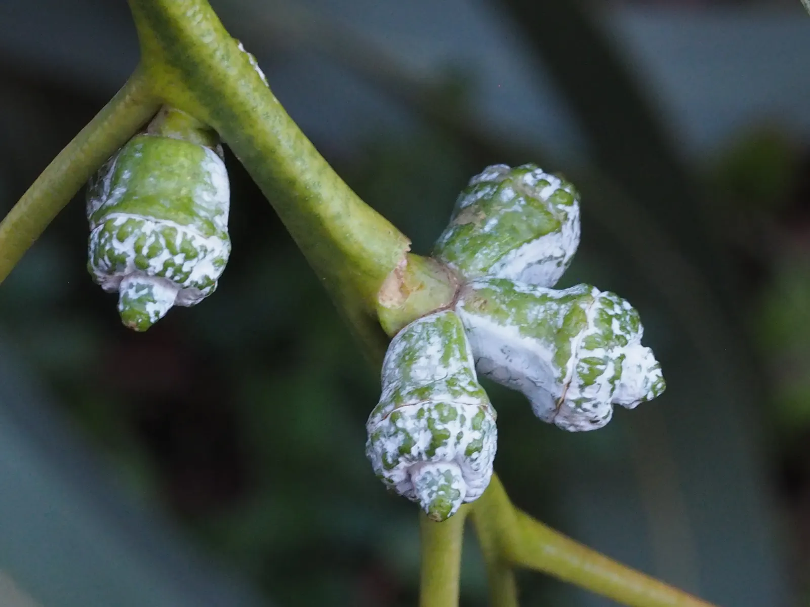 Blue Gum (Eucalyptus Globulus) — a towering evergreen reaching heights of 180-230 feet; its fast growth and adaptability make it suitable for windbreaks and