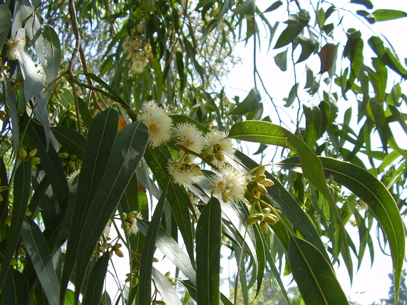 Blue Gum (Eucalyptus Globulus) — revealing a mottled pattern of white; its fast growth and adaptability make it suitable for windbreaks and screening, but it