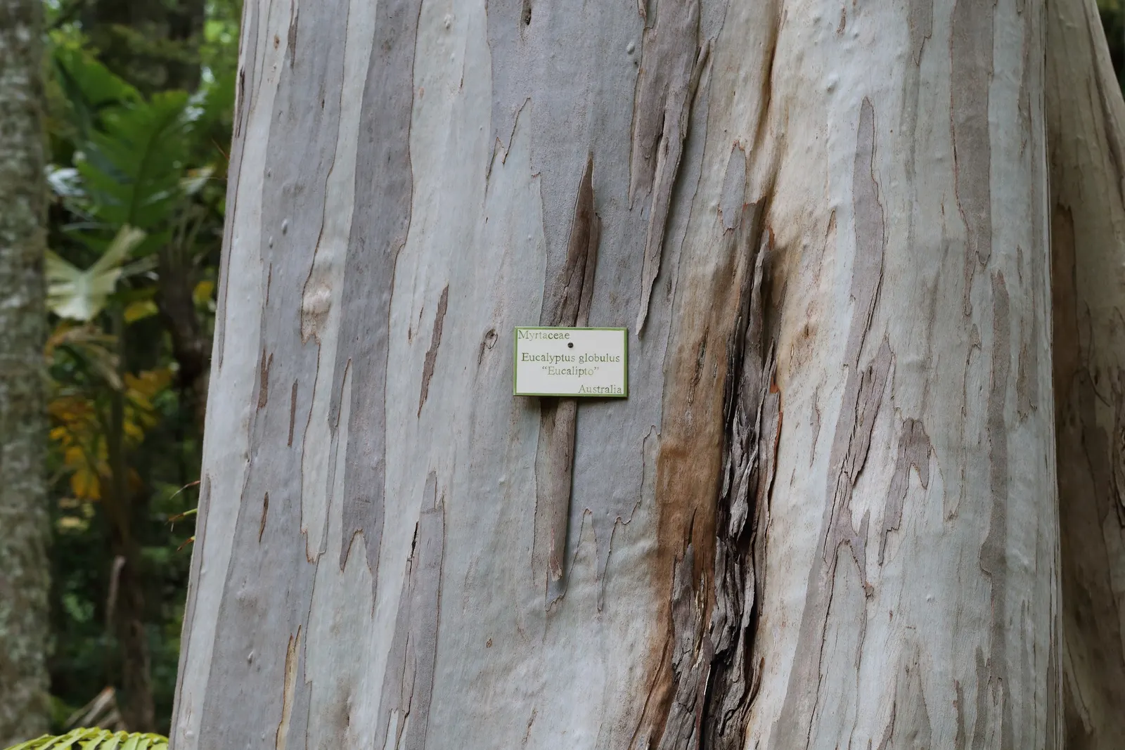 Blue Gum (Eucalyptus Globulus) — tree for full