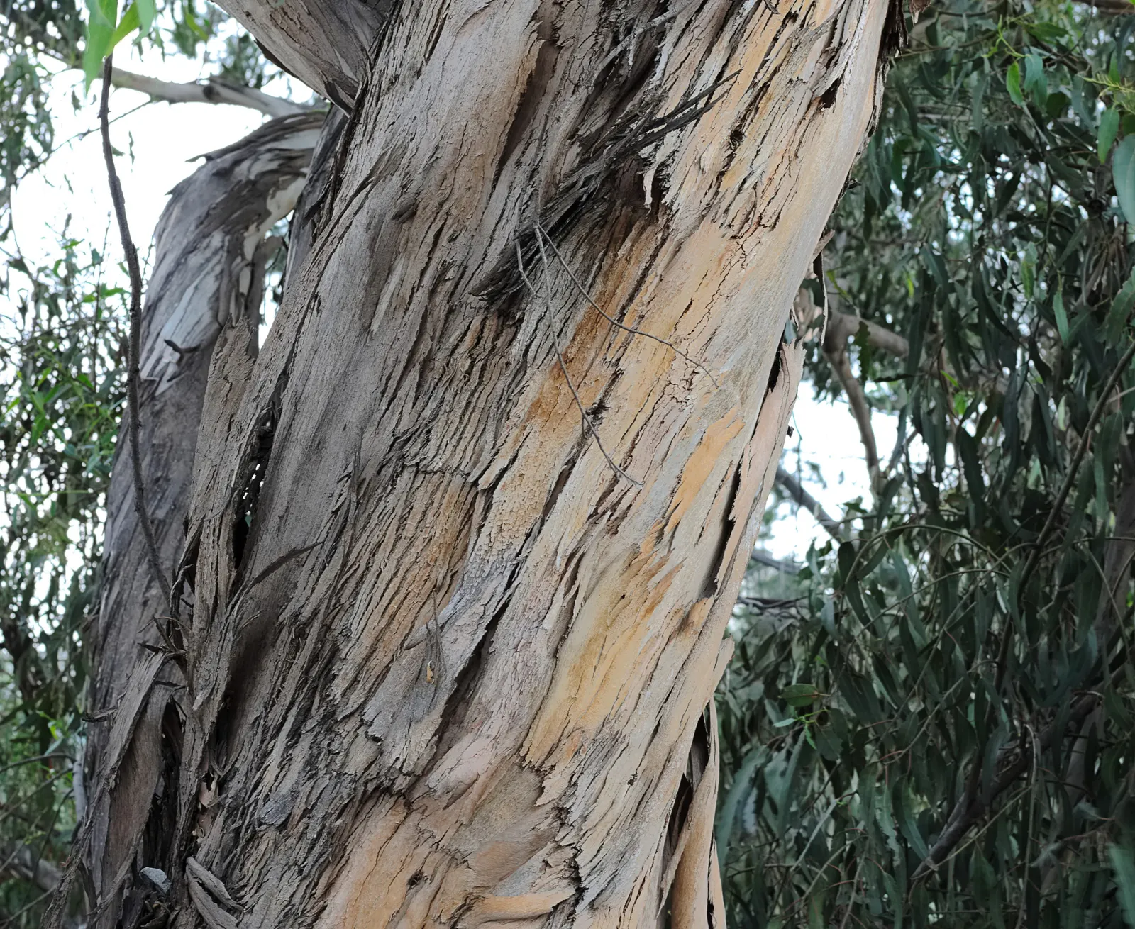 Blue Gum (Eucalyptus Globulus) — Native to Australia, it thrives in mild, coastal climates (USDA zones 8-10); by including the Blue Gum in your, image 45
