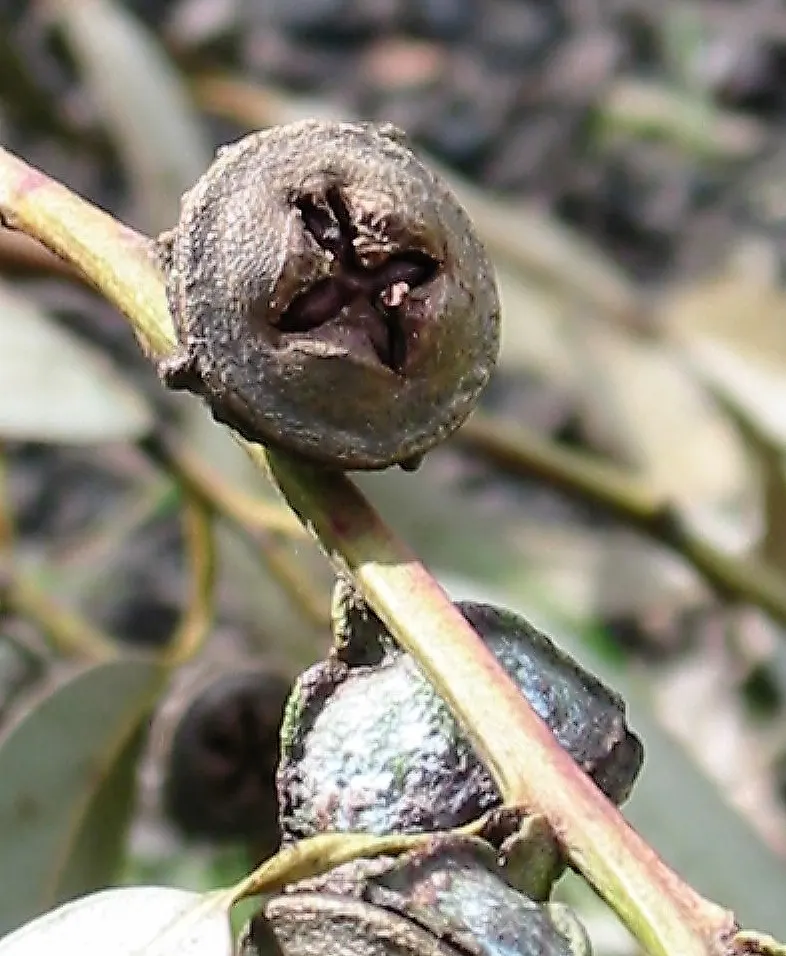Blue Gum (Eucalyptus Globulus) — exuding an intense eucalyptus scent when crushed
