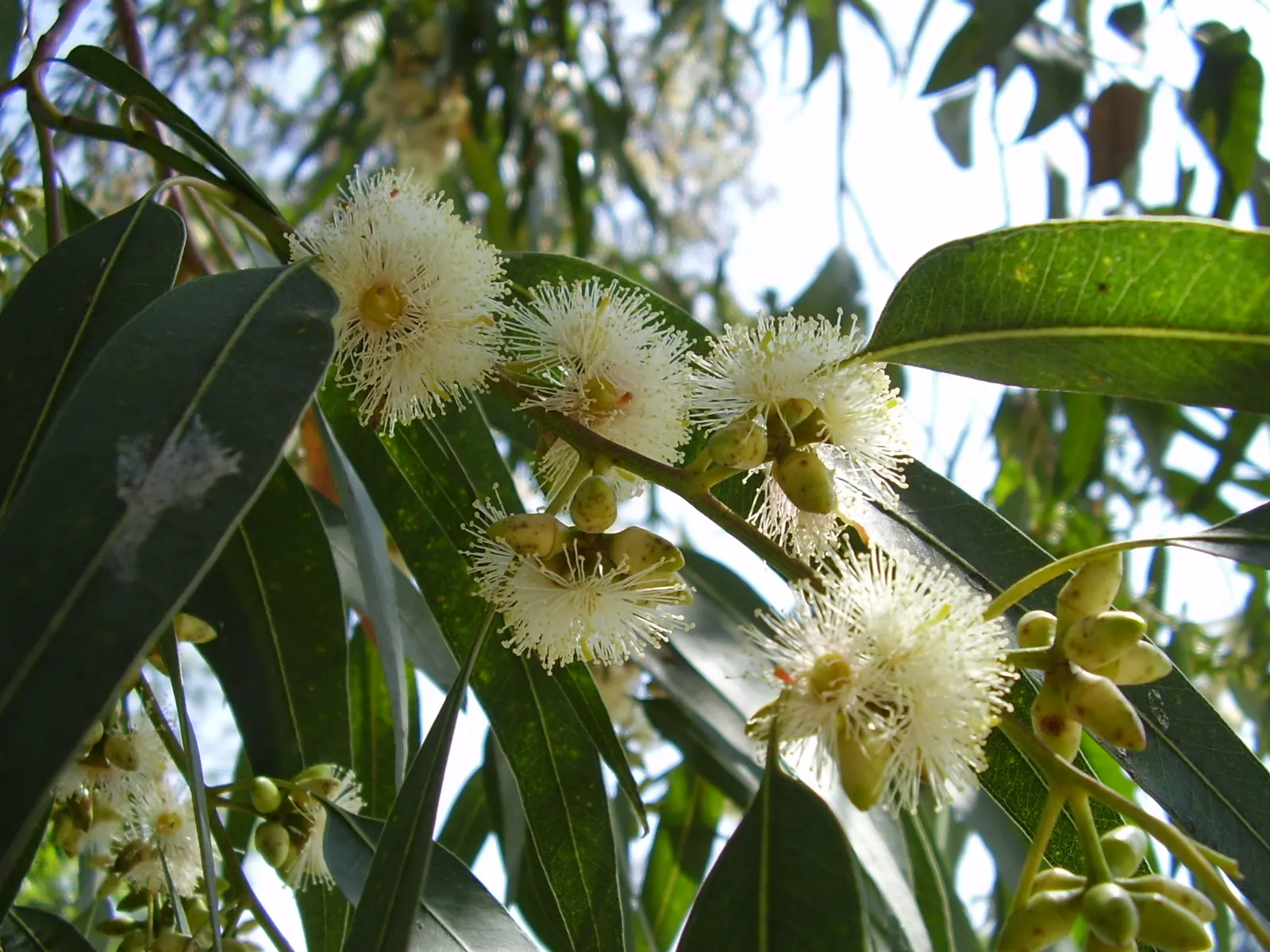 Blue Gum (Eucalyptus Globulus) — it is essential to allocate sufficient space for this tree's expansive root system and canopy, image 32