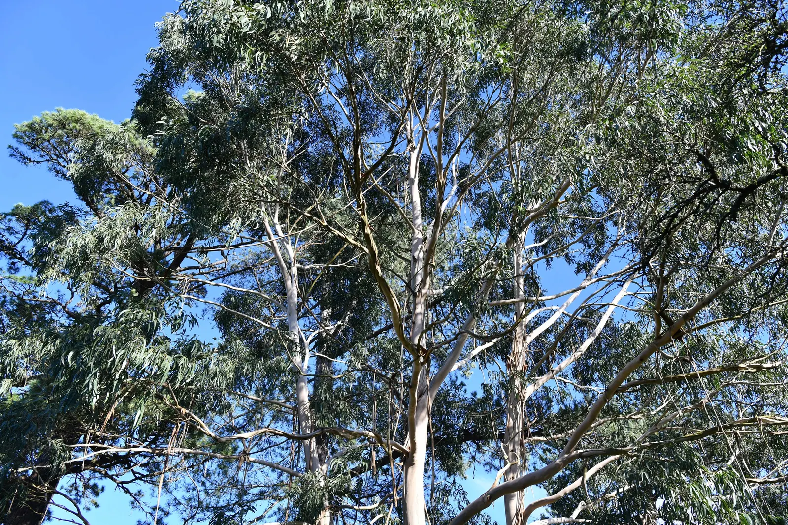 Blue Gum (Eucalyptus Globulus) — They are also fire-adaptive; their seeds often sprout following a wildfire; it is essential to allocate sufficient space for
