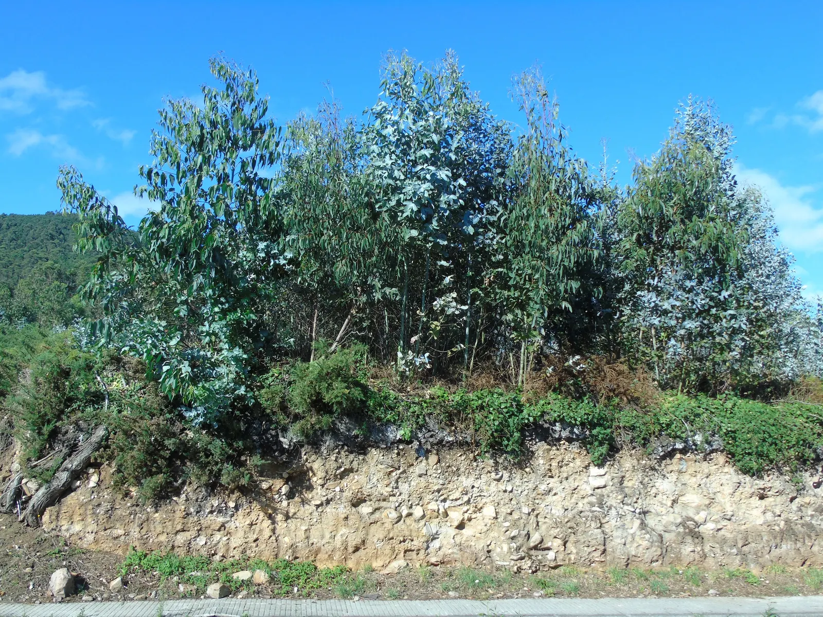 Blue Gum (Eucalyptus Globulus) — By including the Blue Gum in your design
