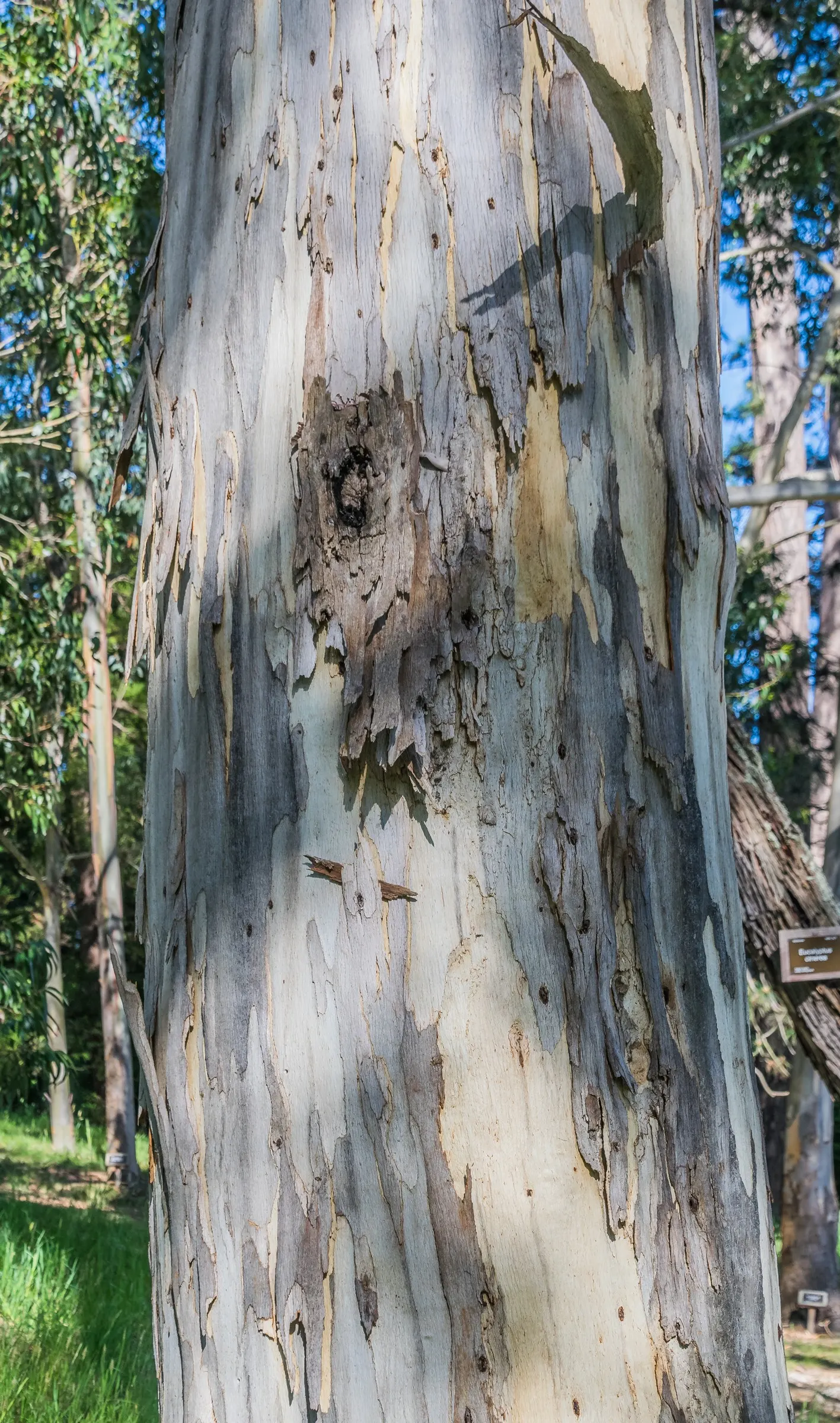 Blue Gum (Eucalyptus Globulus) — They are also fire-adaptive; their seeds often sprout following a wildfire