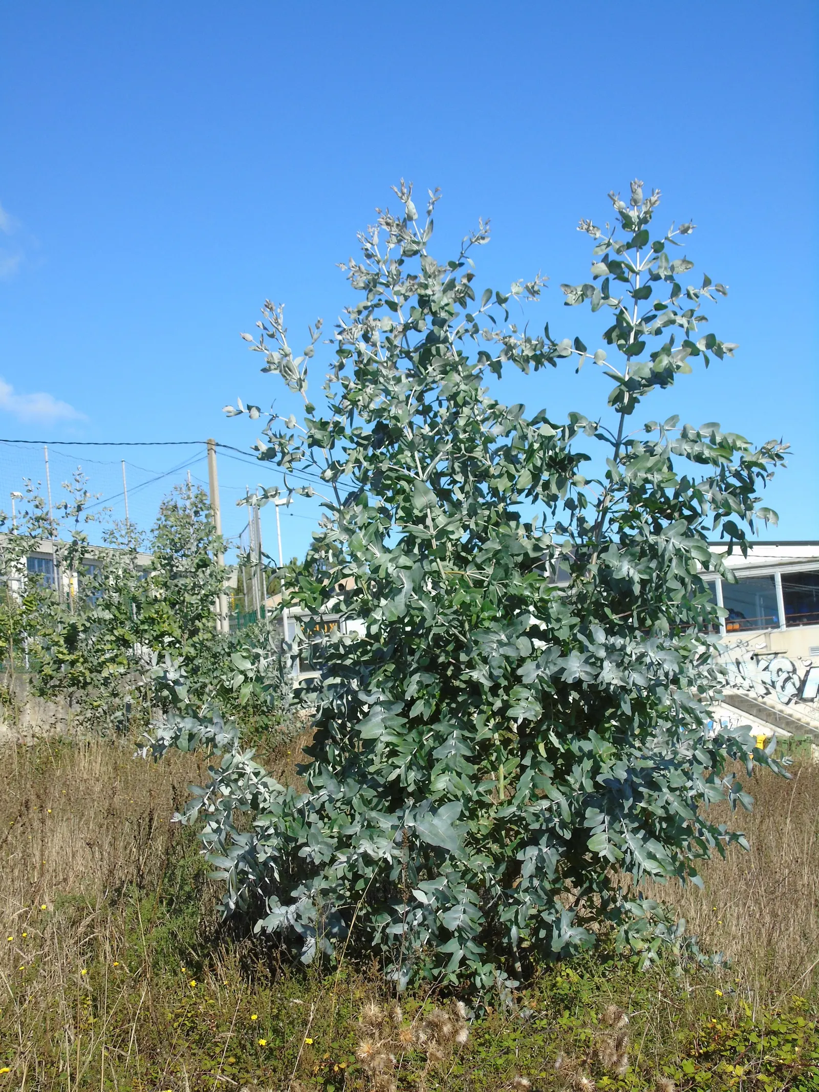 Blue Gum (Eucalyptus Globulus) — is named for its silvery-blue foliage; it is essential to allocate sufficient space for this tree's expansive root system and