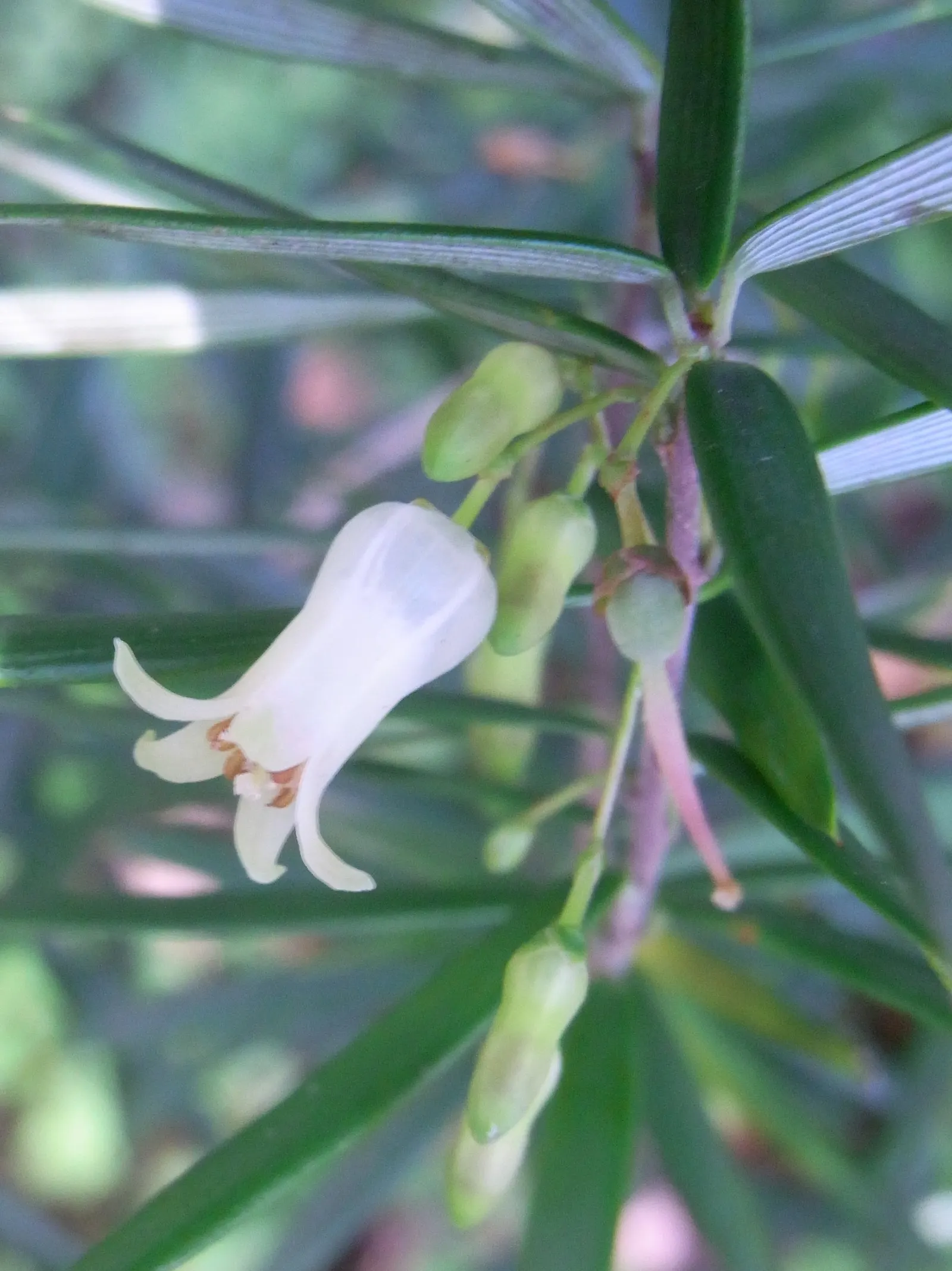 Blue Gum (Eucalyptus Globulus) — white flowers in the garden; its fast growth and adaptability make it suitable for windbreaks and screening, but it requires