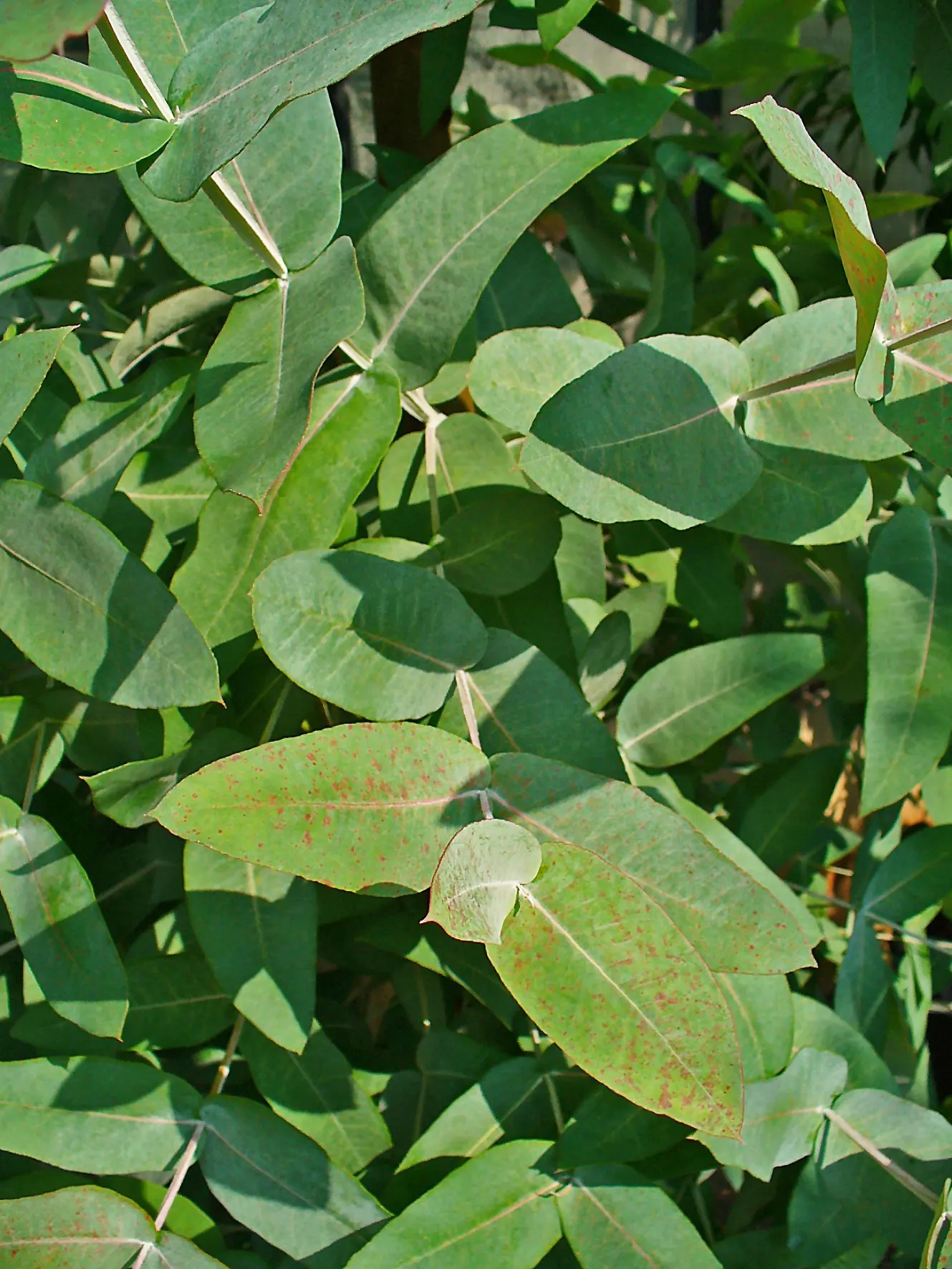 Blue Gum (Eucalyptus Globulus) — Roots can be invasive; plant 30-50 feet away from structures