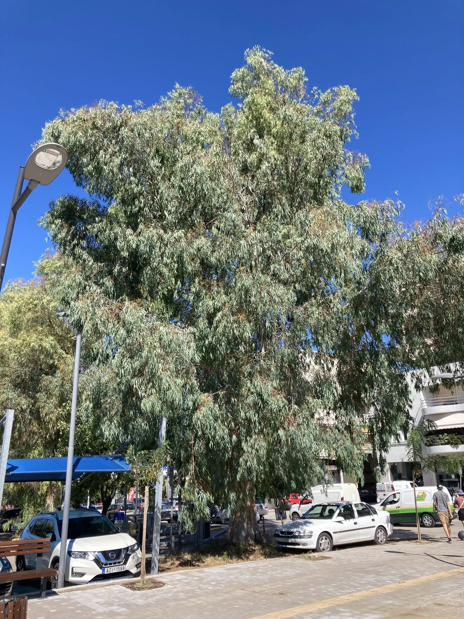 Blue Gum (Eucalyptus Globulus) — Blue Gums are resistant to drought once established and require minimal irrigation; its fast growth and adaptability make it