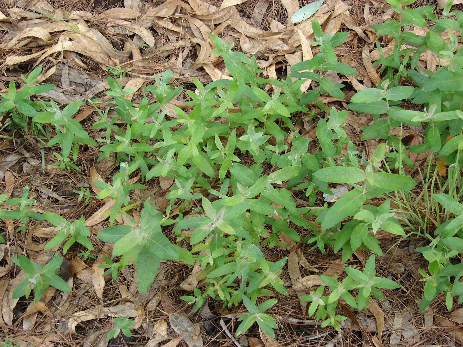 Blue Gum (Eucalyptus Globulus) — Blue Gums are resistant to drought once established and require minimal irrigation