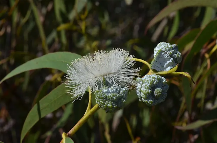 Blue Gum (Eucalyptus Globulus) — Native to Australia, it thrives in mild, coastal climates (USDA zones 8-10); by including the Blue Gum in your design
