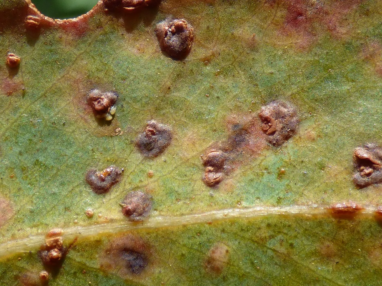 Blue Gum (Eucalyptus Globulus) — revealing a mottled pattern of white; its fast growth and adaptability make it suitable for windbreaks and, image 49