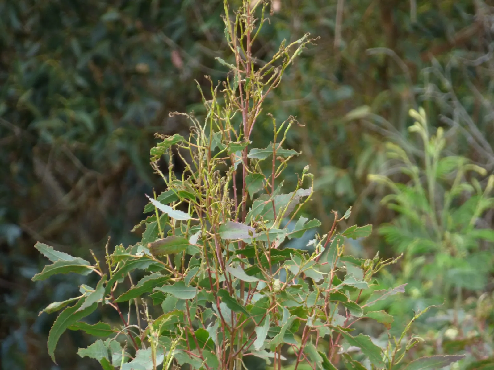 Blue Gum (Eucalyptus Globulus) — Its lanceolate leaves are a vibrant blue-green