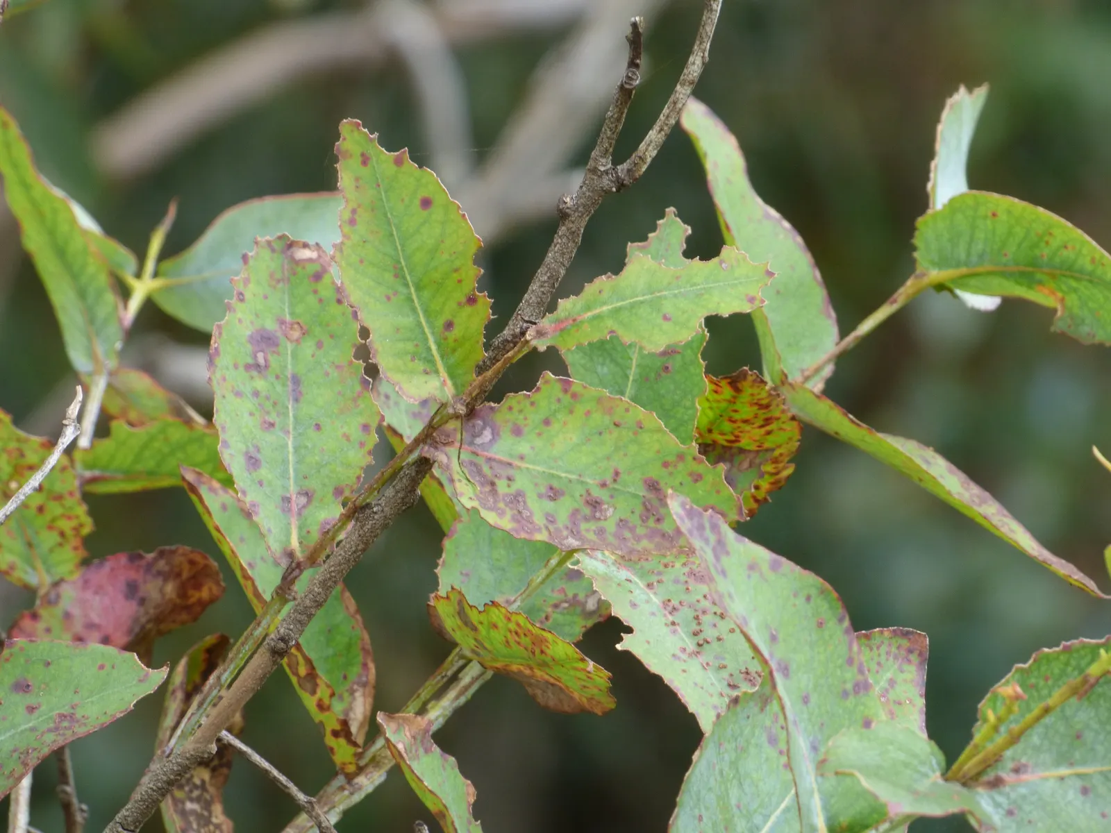 Blue Gum (Eucalyptus Globulus) — adding a touch of elegance to the garden.<br><br>Keep in mind; by including the Blue Gum in your design