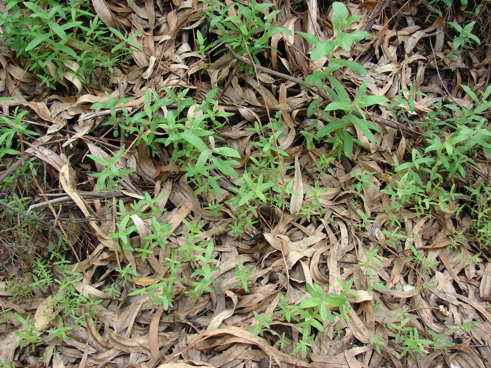Blue Gum (Eucalyptus Globulus) — Roots can be invasive; plant 30-50 feet away from structures; it is essential to allocate sufficient space for this tree's