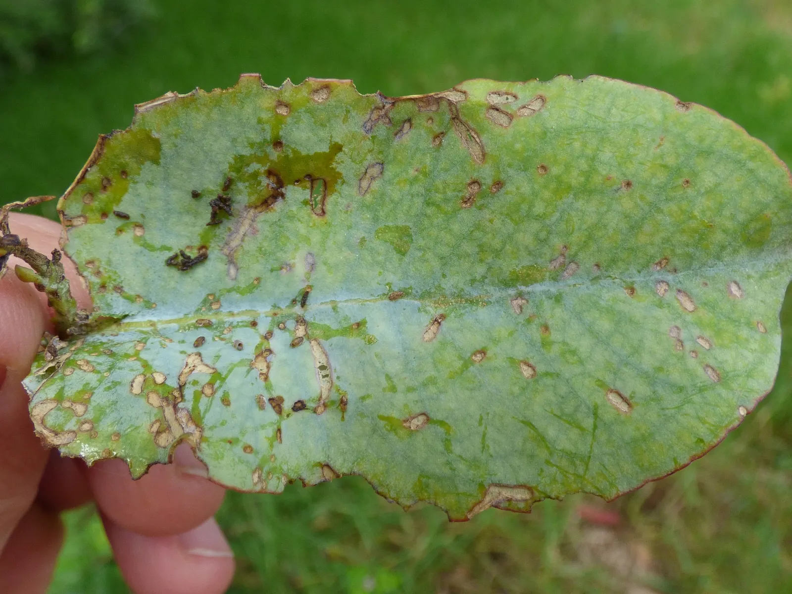 Blue Gum (Eucalyptus Globulus) — Leaves exude a refreshing, aromatic scent, with notable essential oil uses
