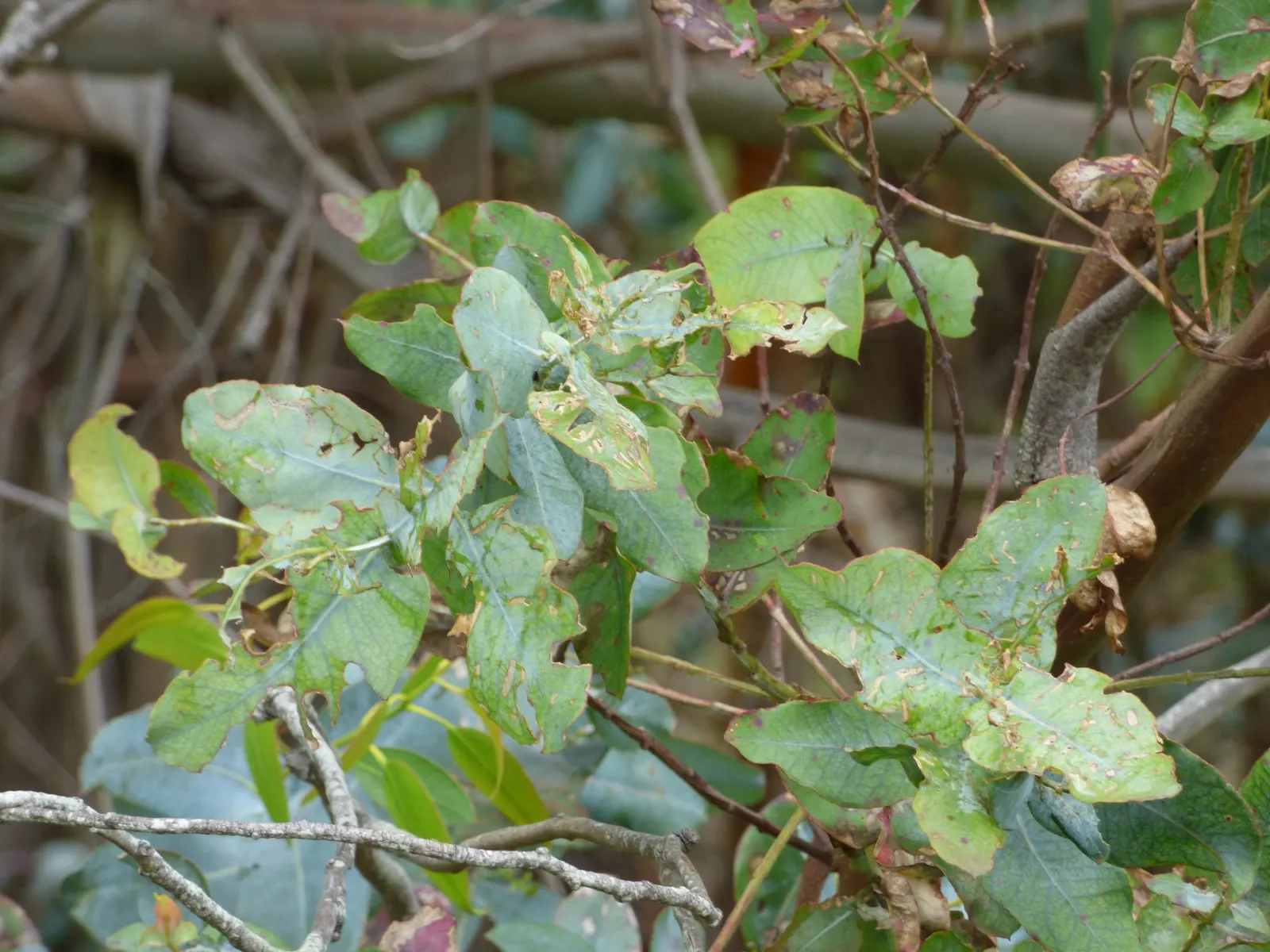 Blue Gum (Eucalyptus Globulus) — revealing a mottled pattern of white