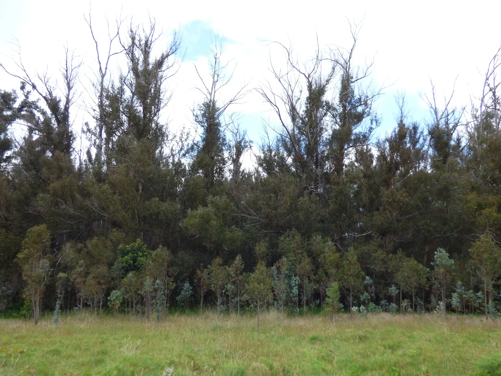 Blue Gum (Eucalyptus Globulus) — Its fast growth and adaptability make it suitable for windbreaks and screening, but it requires ample space, image 46