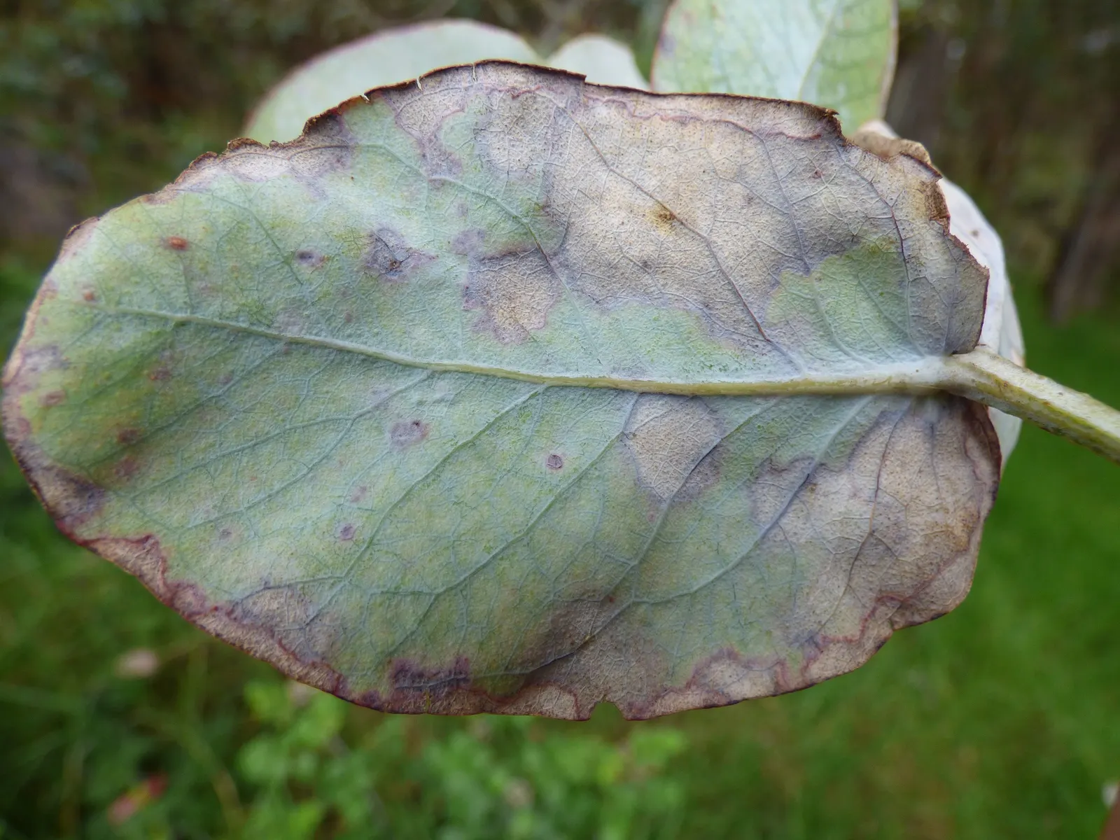 Blue Gum (Eucalyptus Globulus) — is named for its silvery-blue foliage; it is essential to allocate sufficient space for this tree's expansive root, image 44
