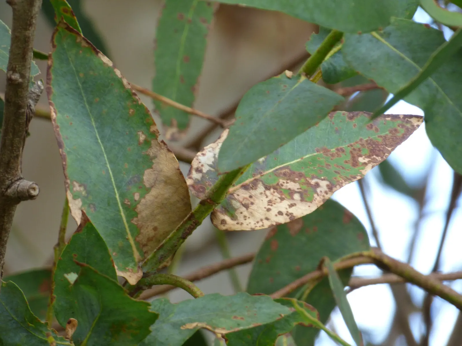 Blue Gum (Eucalyptus Globulus) — adding a touch of elegance to the garden.<br><br>Keep in mind