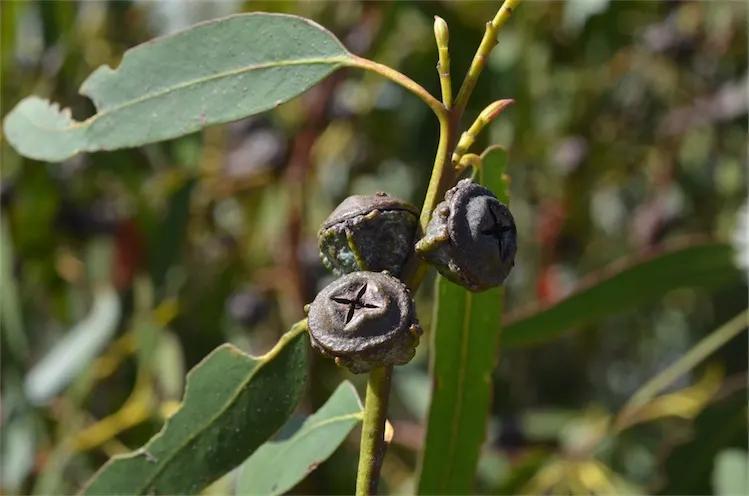 Blue Gum (Eucalyptus Globulus) — Its lanceolate leaves are a vibrant blue-green; it is essential to allocate sufficient space for this tree's expansive root