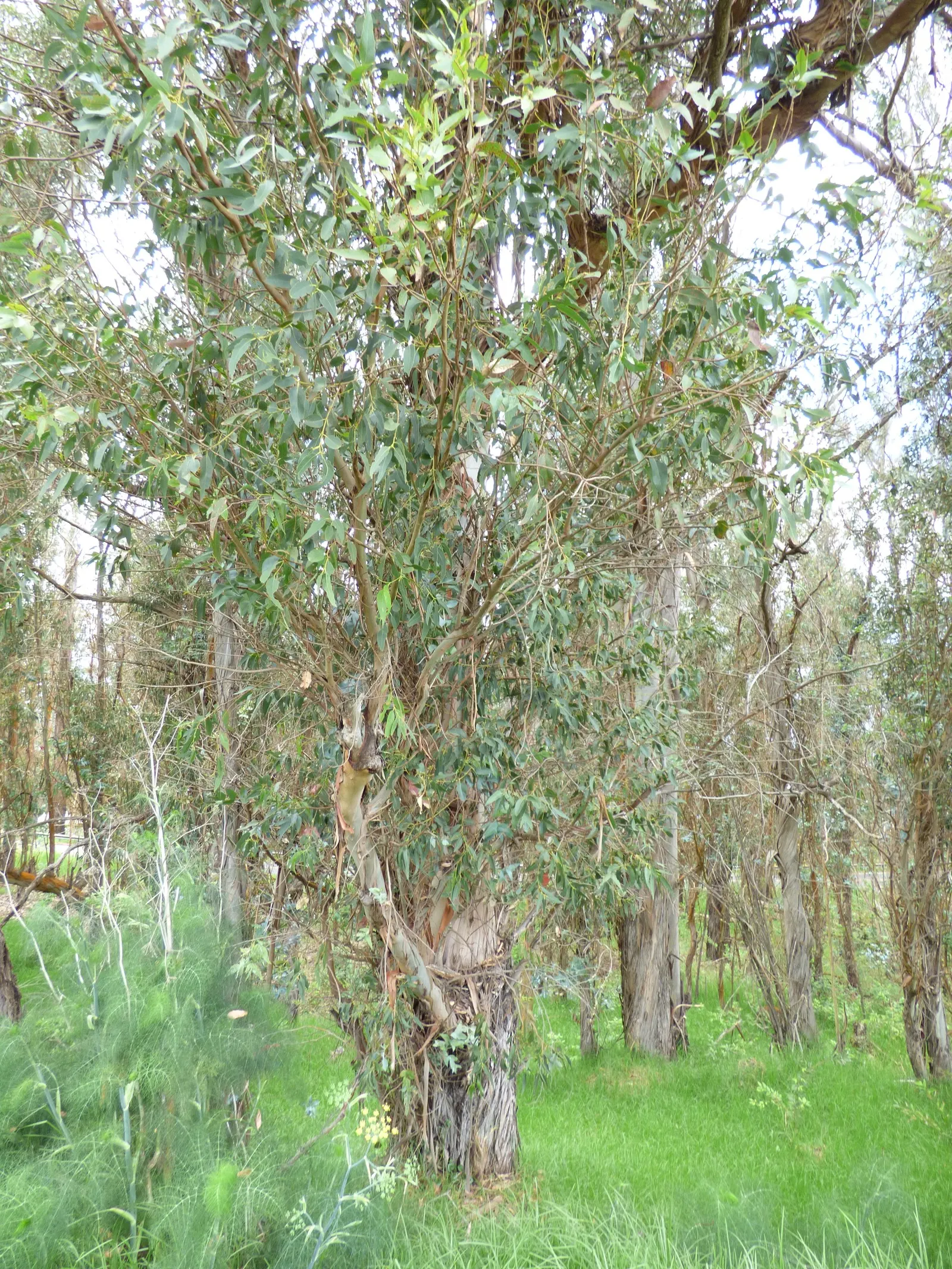 Blue Gum (Eucalyptus Globulus) — it is essential to allocate sufficient space for this tree's expansive root system and canopy