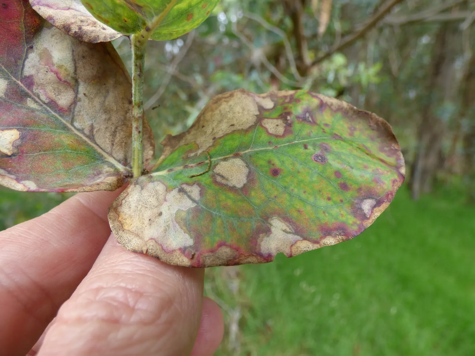 Blue Gum (Eucalyptus Globulus) — Its foliage is a favorite among florists for bouquets and arrangements