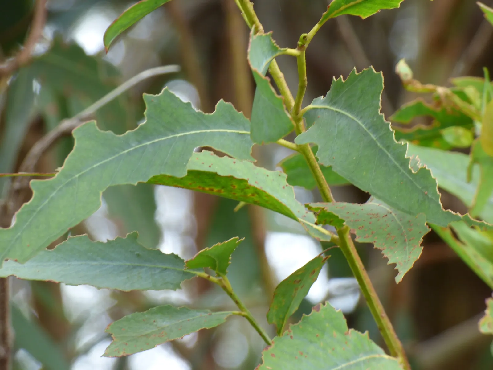 Blue Gum (Eucalyptus Globulus) — Eucalyptus globulus is a fast-growing species; by including the Blue Gum in your design