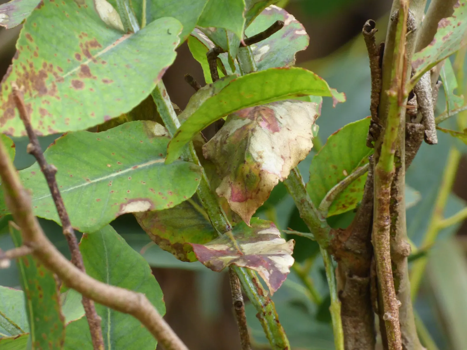Blue Gum (Eucalyptus Globulus) — making it an excellent choice for those seeking quick establishment