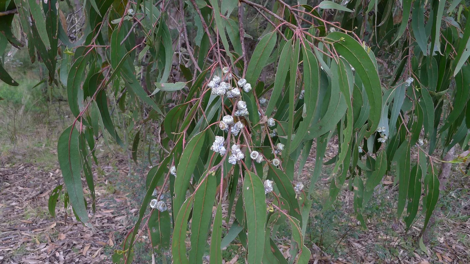 Blue Gum (Eucalyptus Globulus) — a towering evergreen reaching heights of 180-230 feet; its fast growth and adaptability make it suitable for, image 43