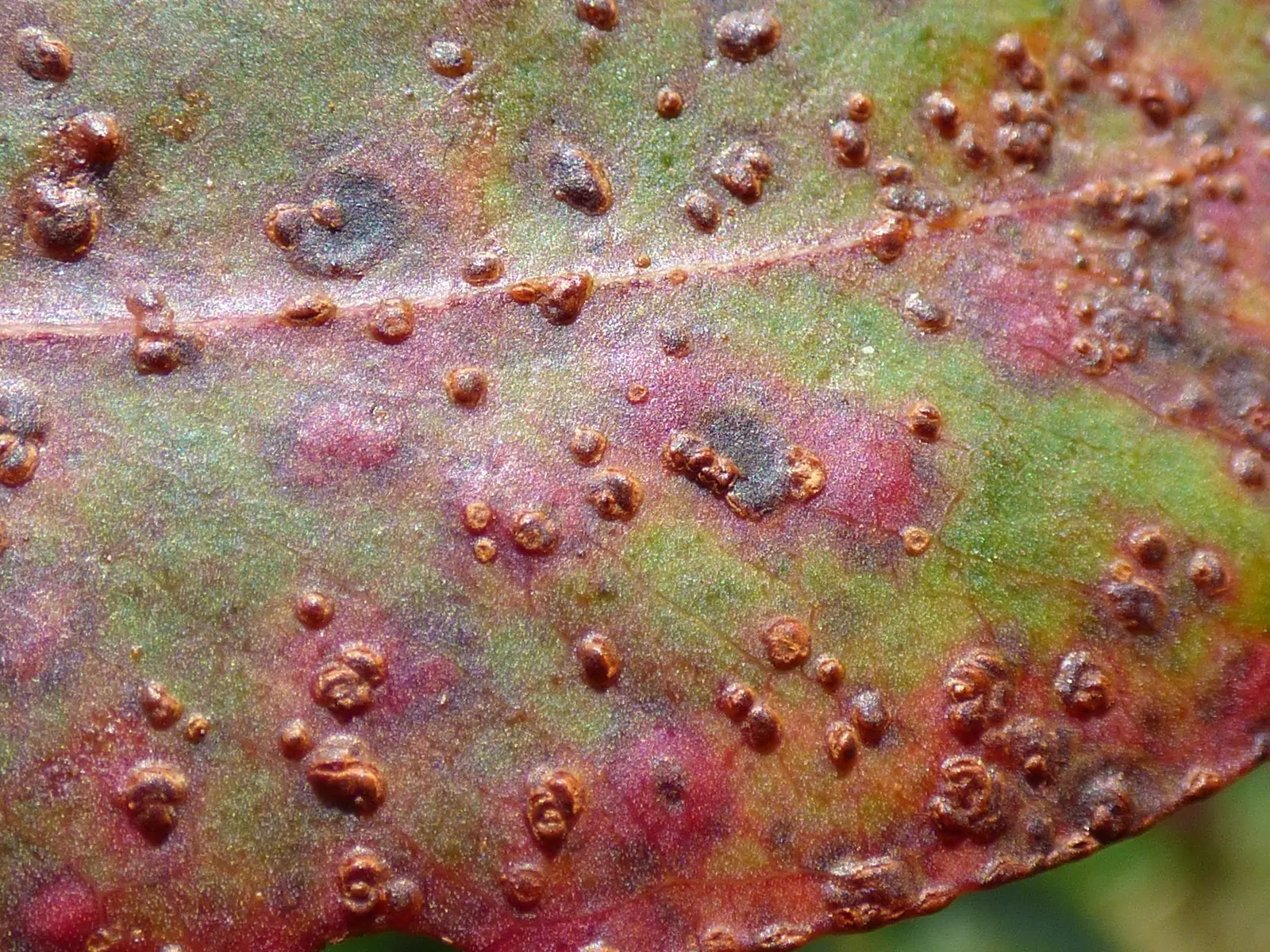 Blue Gum (Eucalyptus Globulus) — Leaves exude a refreshing, aromatic scent, with notable essential oil uses; by including the Blue Gum in your, image 48