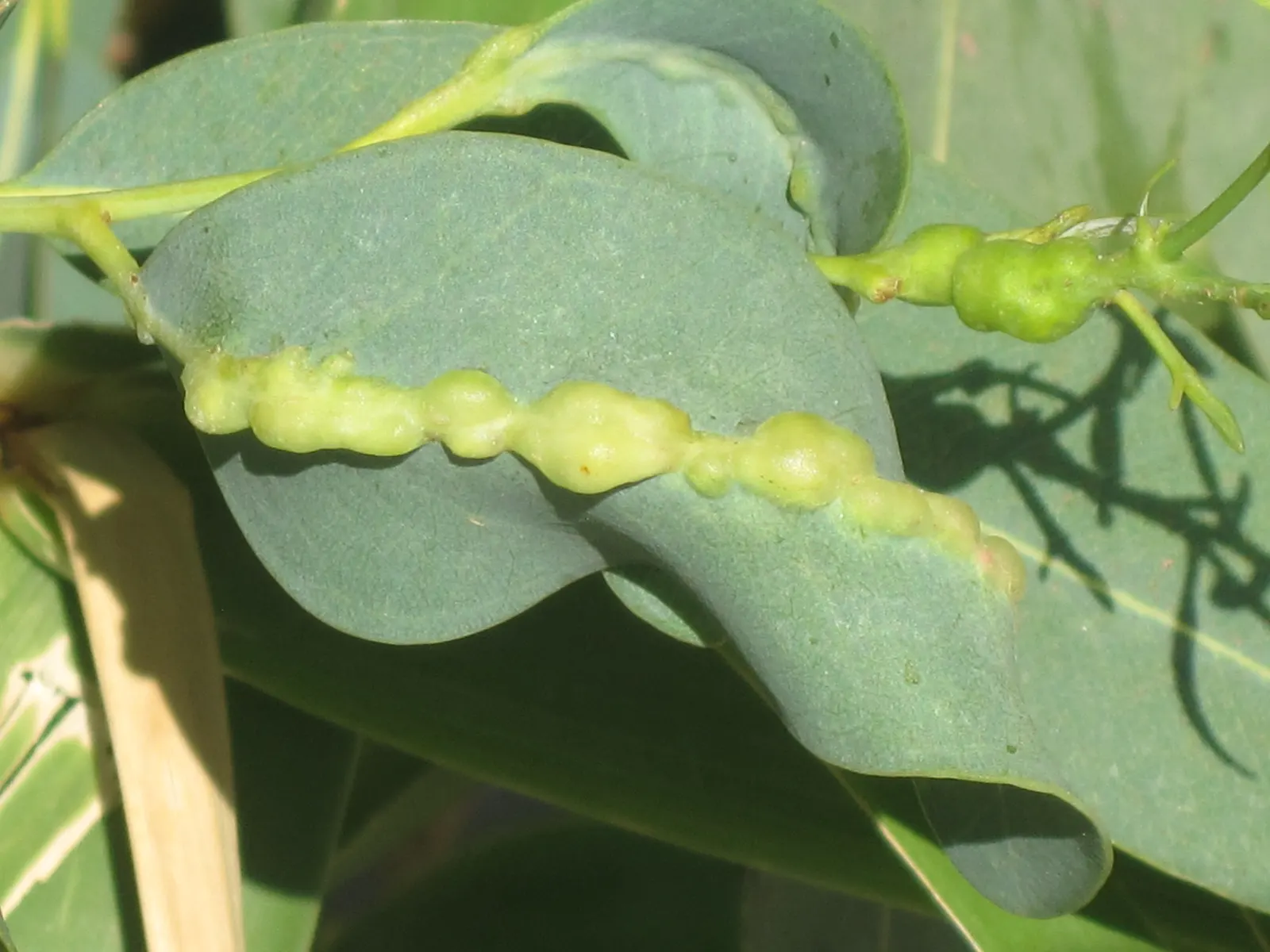 Blue Gum (Eucalyptus Globulus) — is named for its silvery-blue foliage