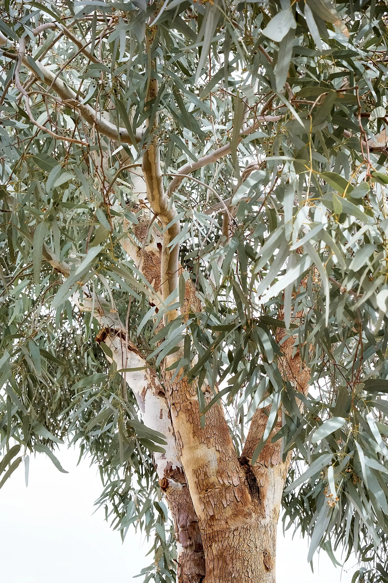 Blue Gum (Eucalyptus Globulus) — a towering evergreen reaching heights of 180-230 feet