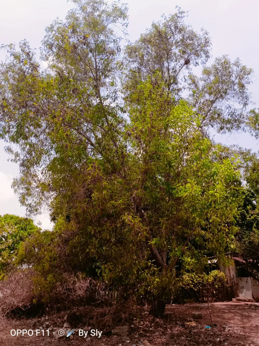 Blue Gum (Eucalyptus Globulus) — tree with white blooms; it is essential to allocate sufficient space for this tree's expansive root system and canopy