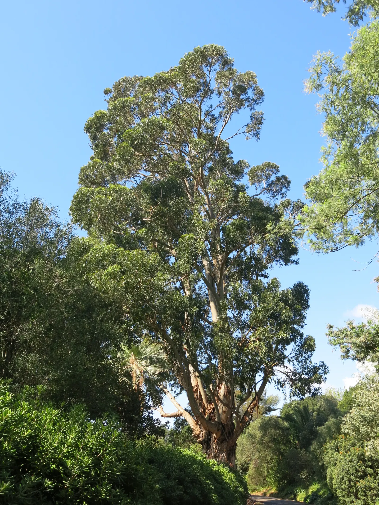 Blue Gum (Eucalyptus Globulus) — tree for full; by including the Blue Gum in your design