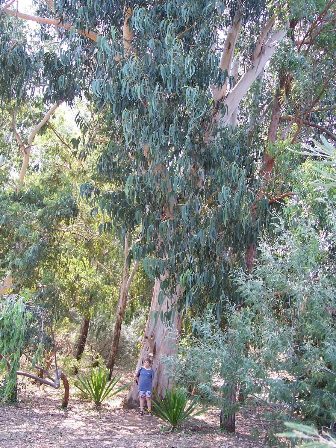 Blue Gum (Eucalyptus Globulus) — Native to Australia, it thrives in mild, coastal climates (USDA zones 8-10)