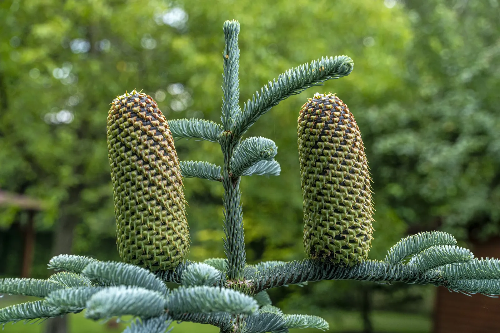 Noble Fir (Abies Procera) — which grow upright on the branches; may cast substantial shade