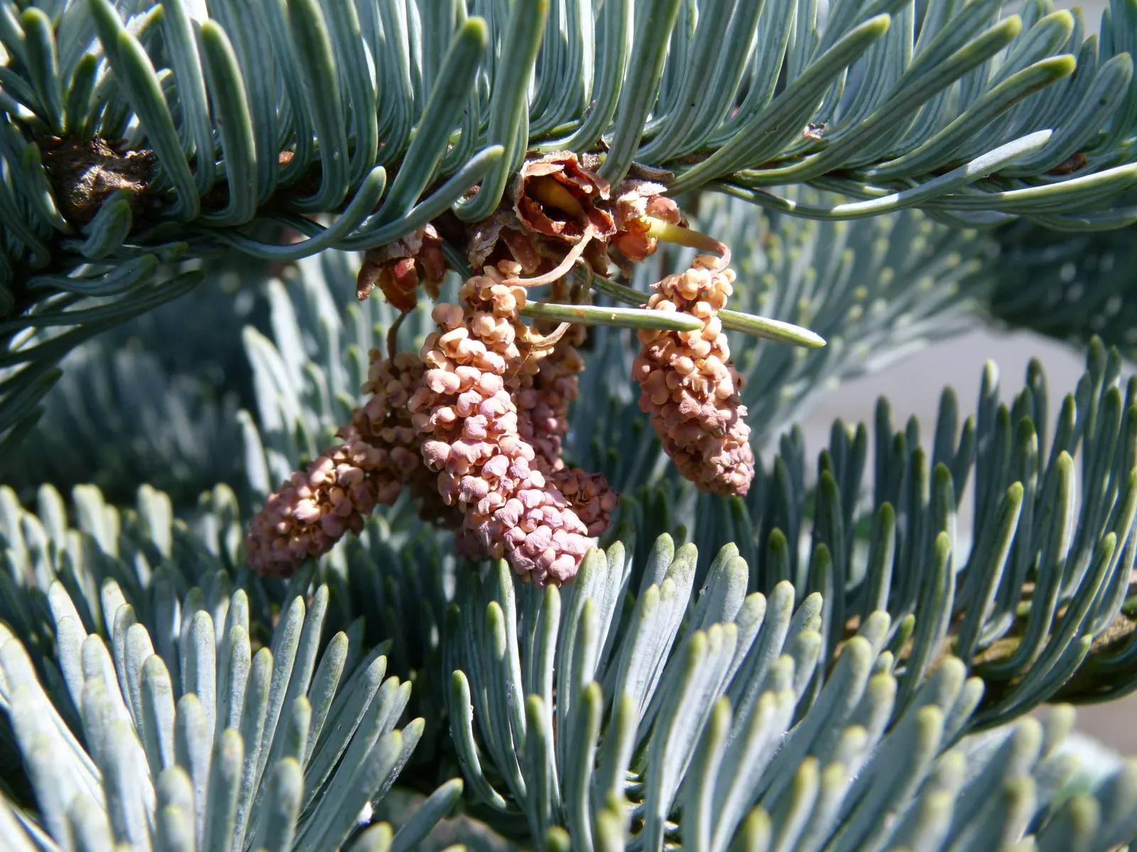 Noble Fir (Abies Procera) — may cast substantial shade; these cones add a decorative element