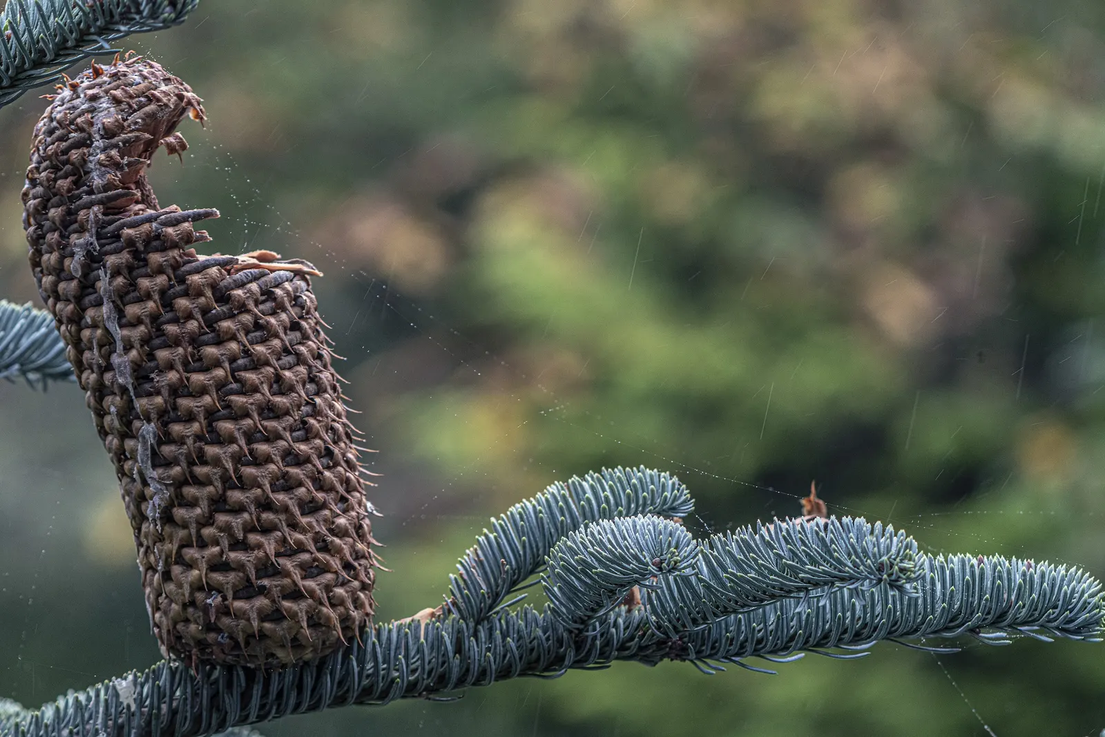 Noble Fir (Abies Procera) — Hardy in USDA zones 5-6, it demonstrates considerable cold resistance and requires moderate moisture