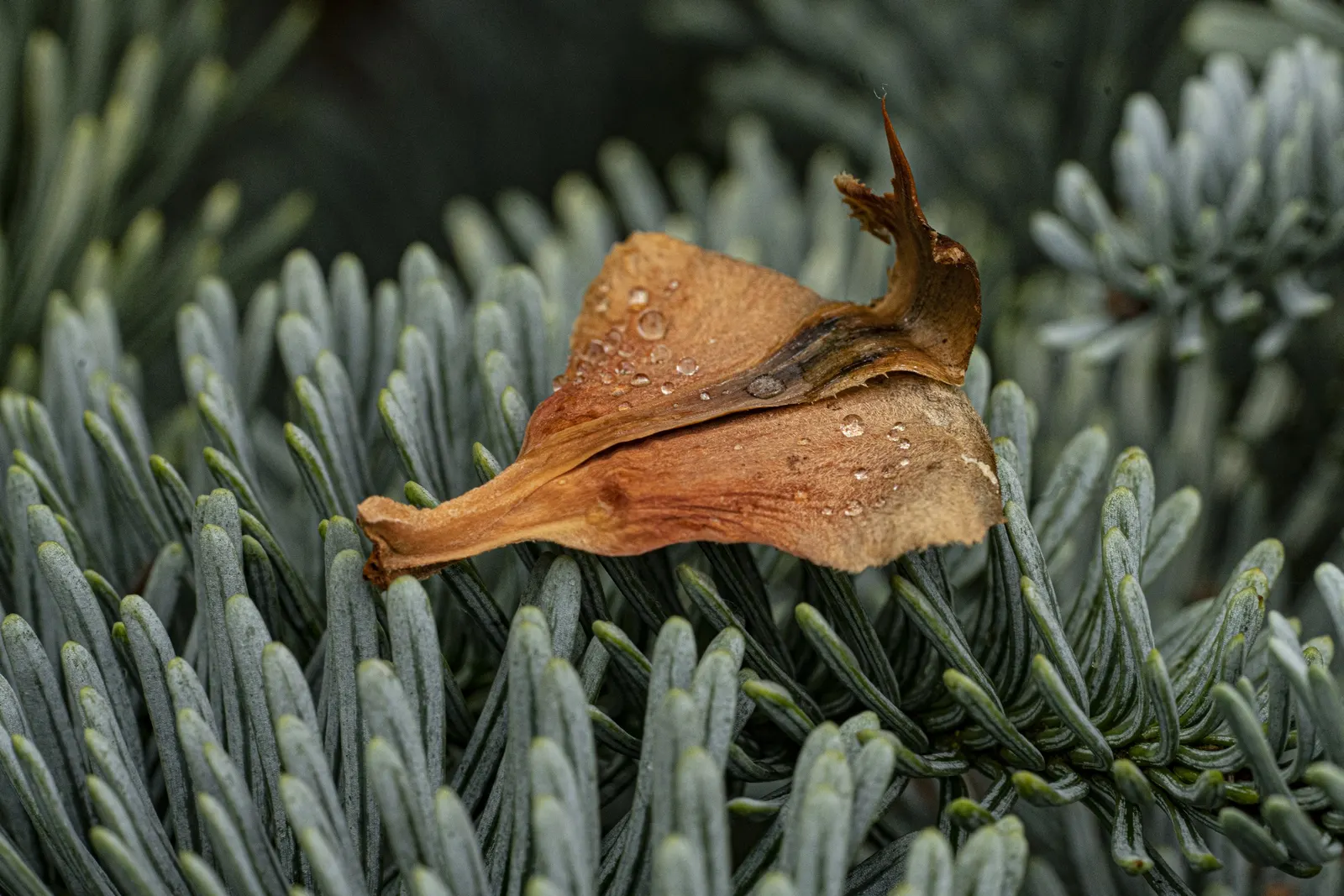 Noble Fir (Abies Procera) — With horizontal branches, the tree provides elegant, tiered structure and requires a spacious setting