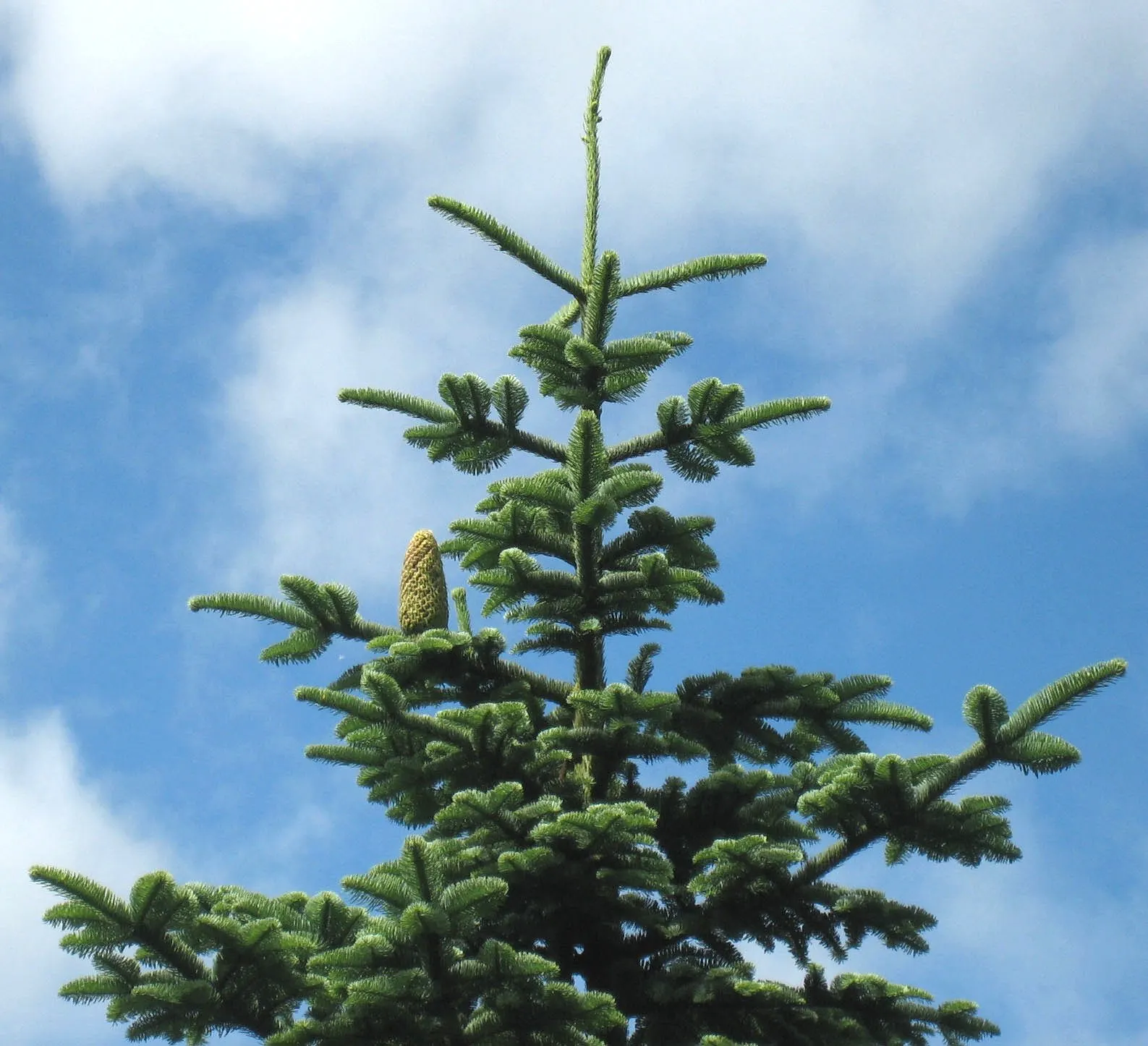 Noble Fir (Abies Procera) — measuring approximately 1 inch in length; this impressive species is also celebrated for its longevity and low maintenance