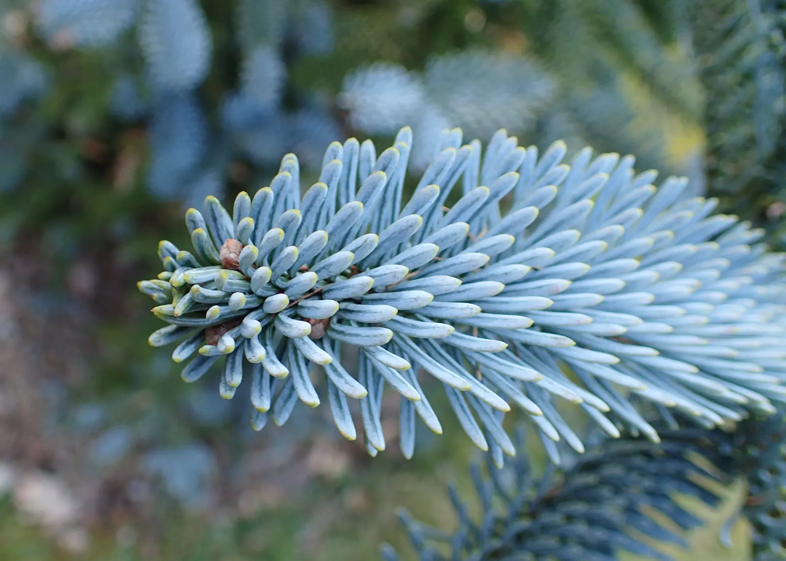 Noble Fir (Abies Procera) — Renowned for its symmetrical