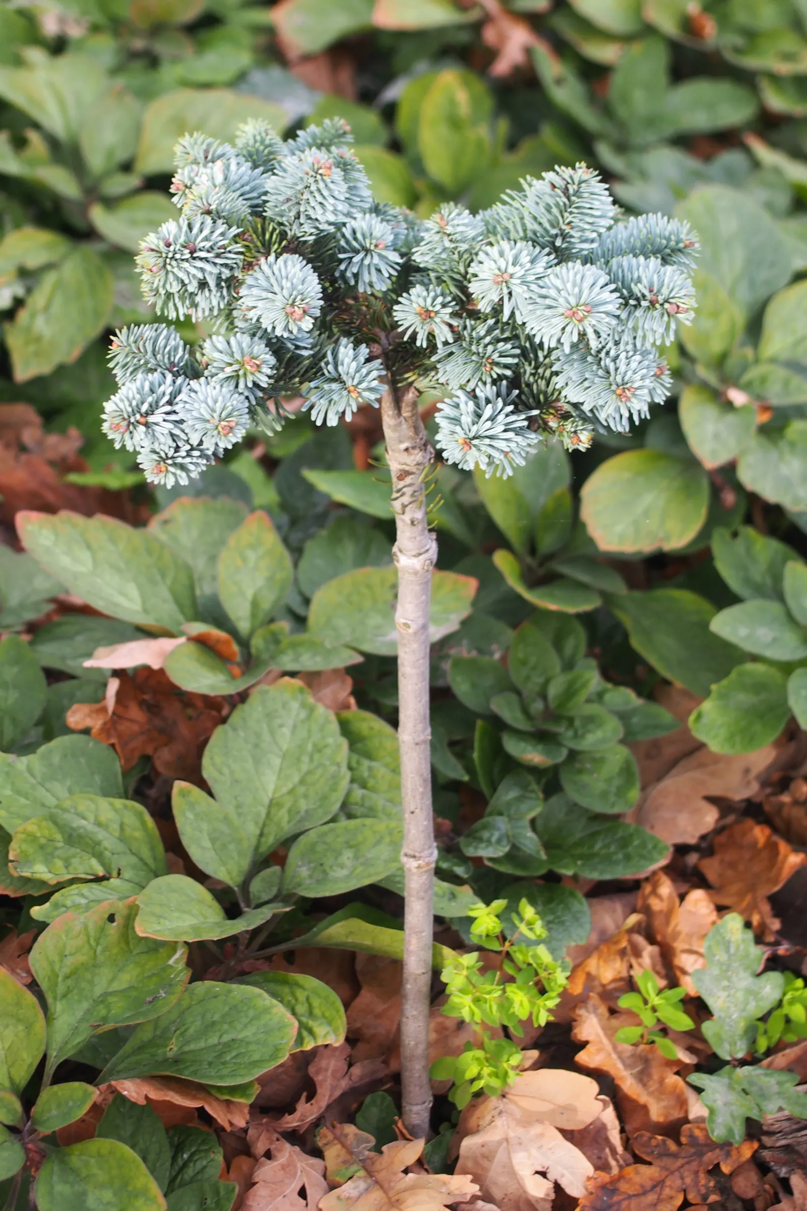 Noble Fir (Abies Procera) — Renowned for its symmetrical; conifer / tree for full