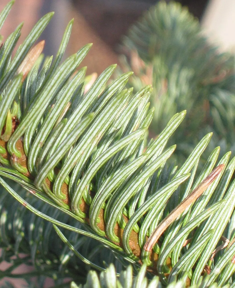 Noble Fir (Abies Procera) — acidic soil and full sun exposure to thrive