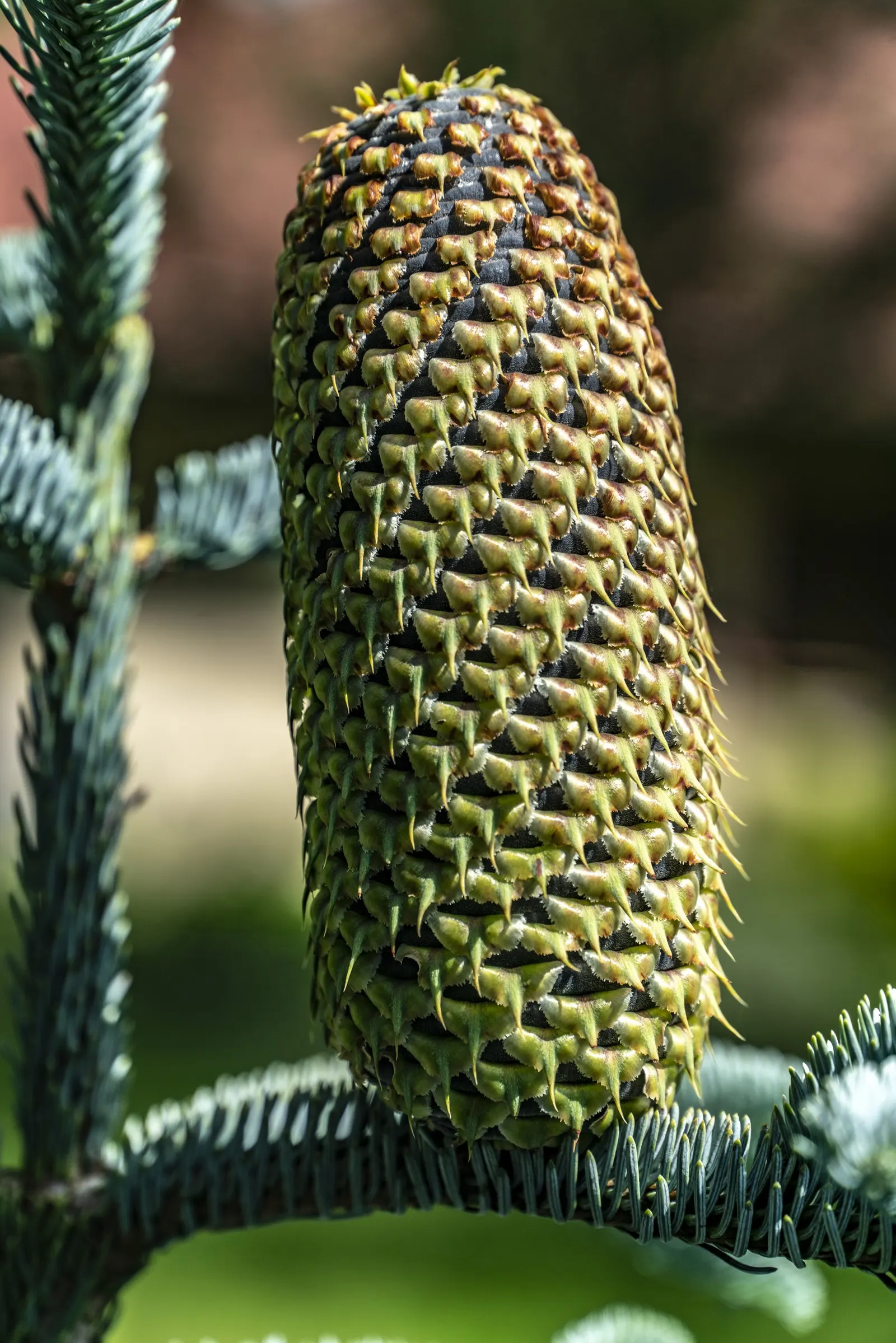 Noble Fir (Abies Procera) — consider its need for well-drained; acidic soil and full sun exposure to thrive