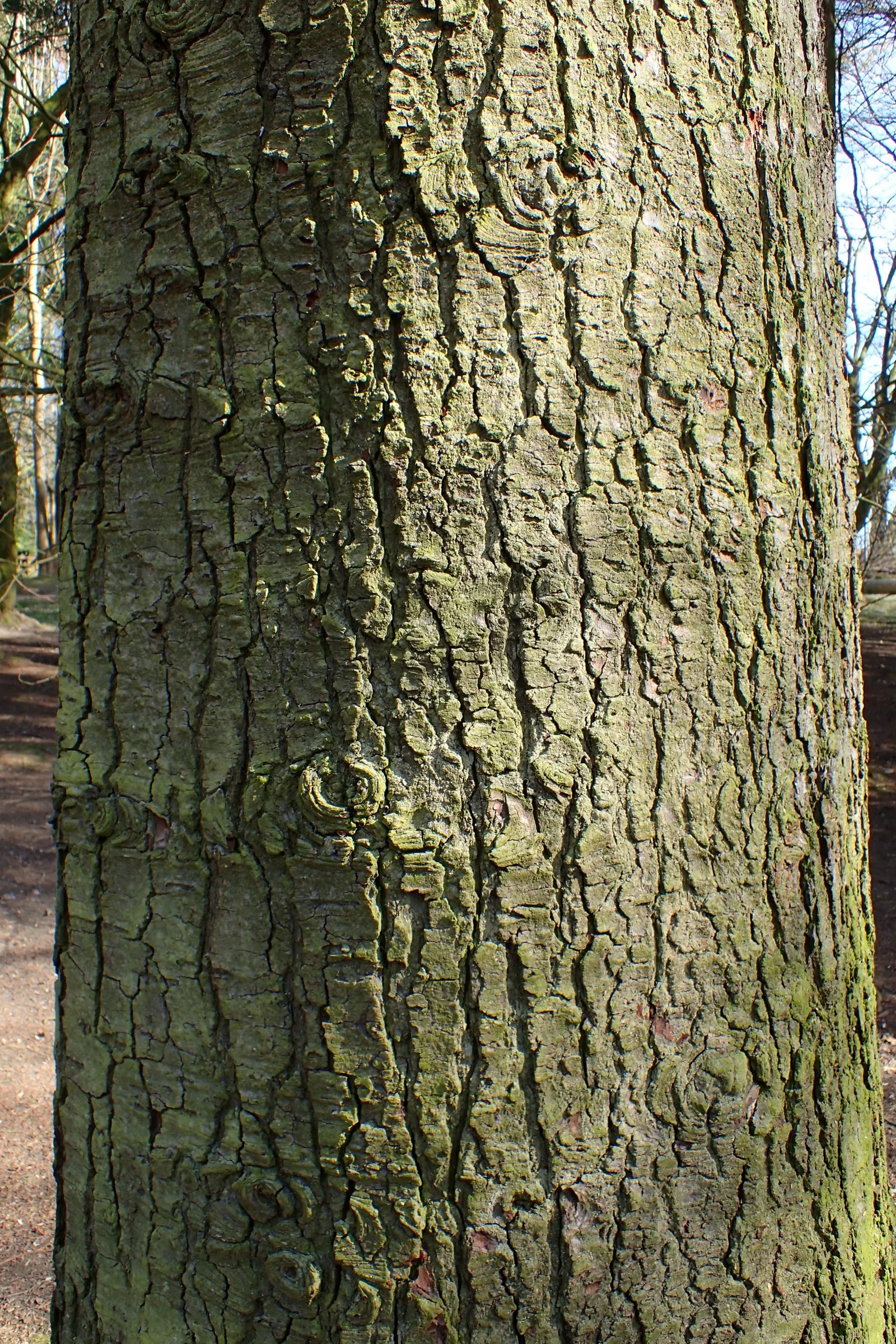 Noble Fir (Abies Procera) — yet sturdy texture which along with its dense