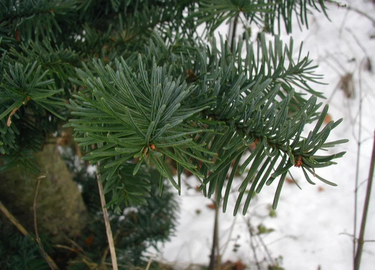 Noble Fir (Abies Procera) — conical shape and robust stature